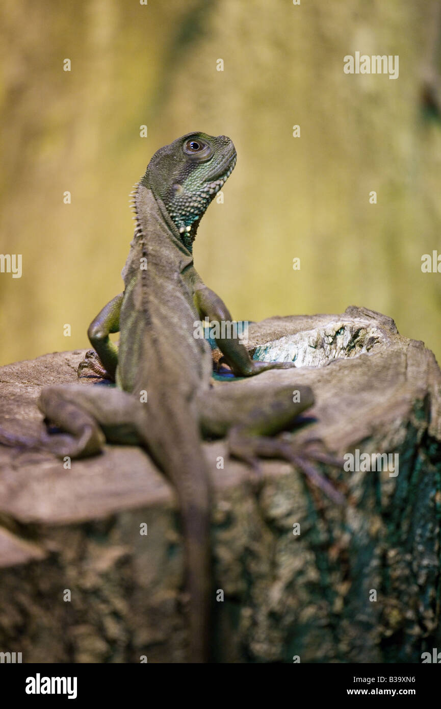 Chinese Water Dragon in Captivity Stock Photo Alamy