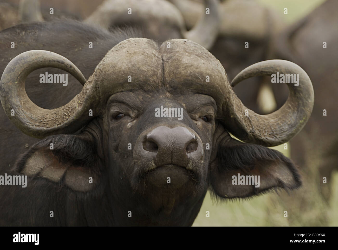Cape Buffalo (Syncerus caffer), portrait Stock Photo - Alamy