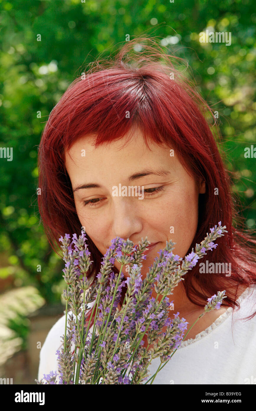Cutting lavender head hi-res stock photography and images - Alamy