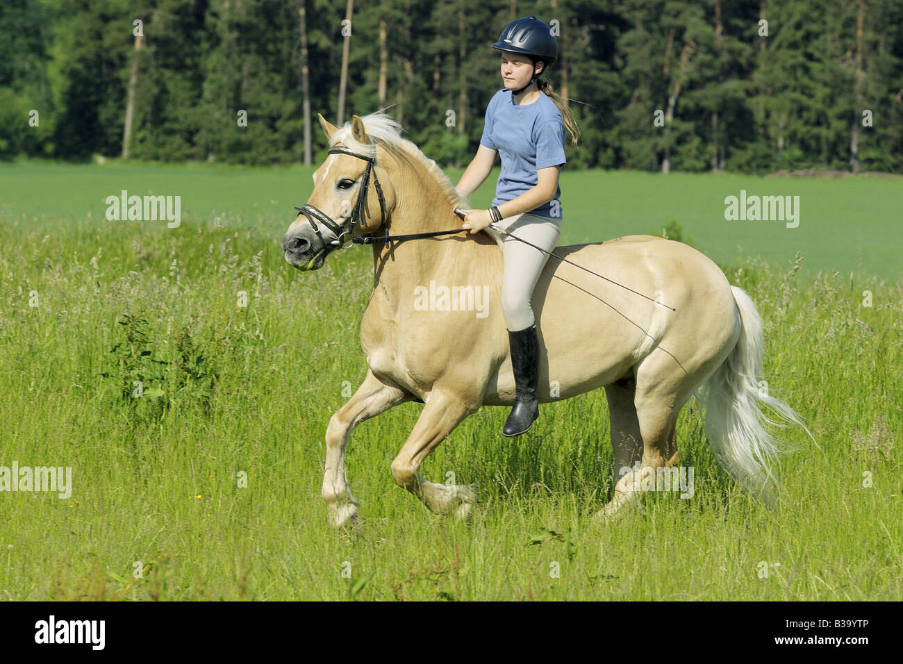 Girl galloping on Haflinger horse without saddle Stock Photo