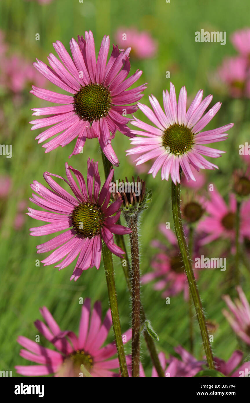 tennessee purple coneflower tennessee purple coneflower