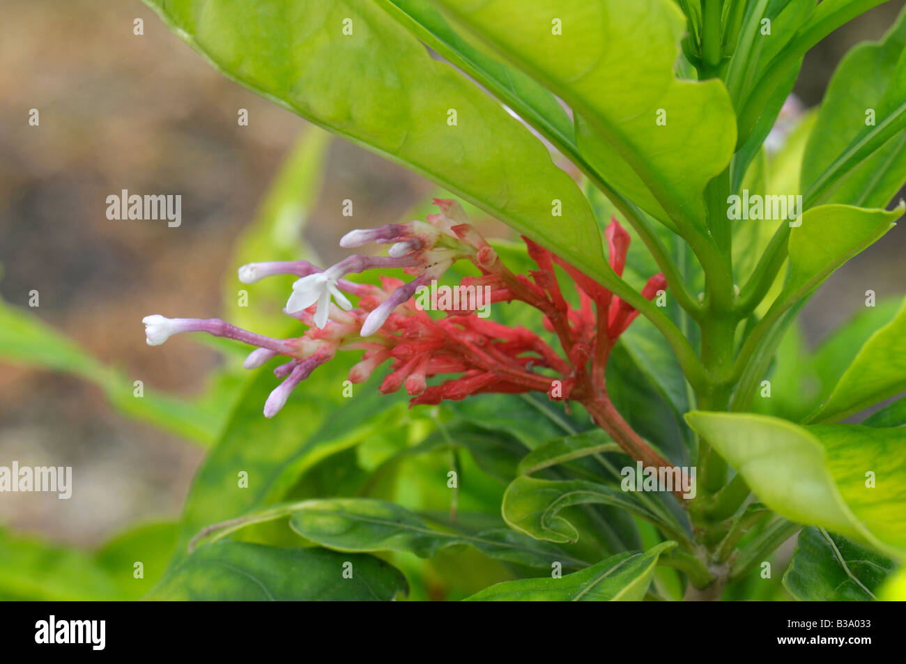 Java Devil Pepper (Rauvolfia serpentina) flowering Stock Photo
