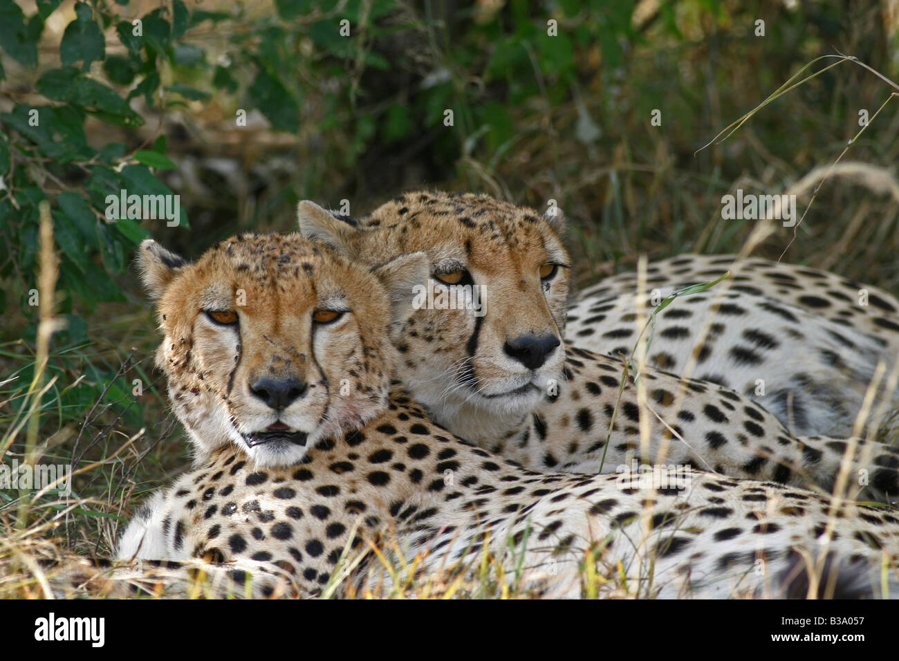 Two Cheetah resting in the shade, Masai Mara, Kenya Stock Photo