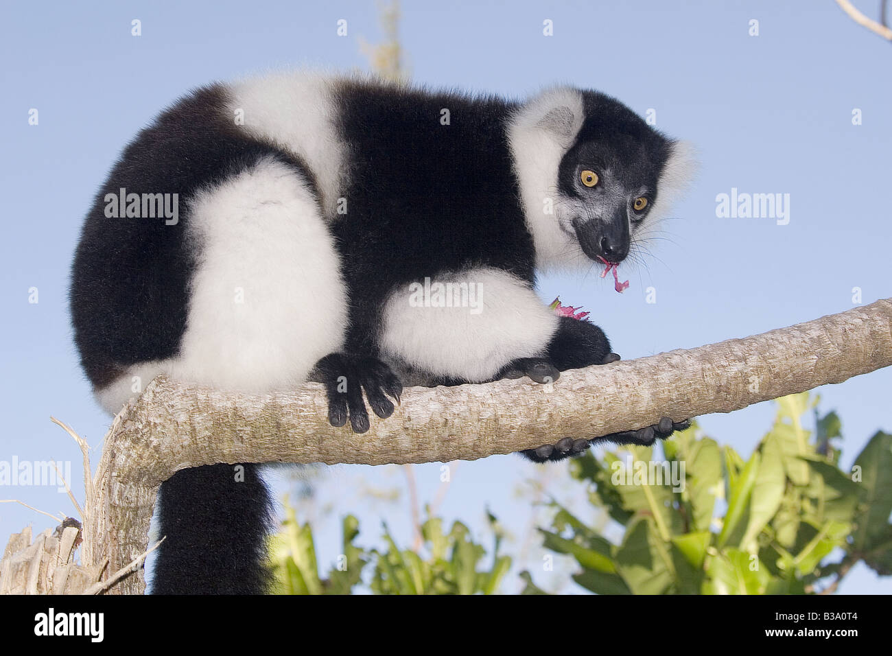 Black-and-white Ruffed Lemur - sitting on branch / Varecia variegata Stock Photo