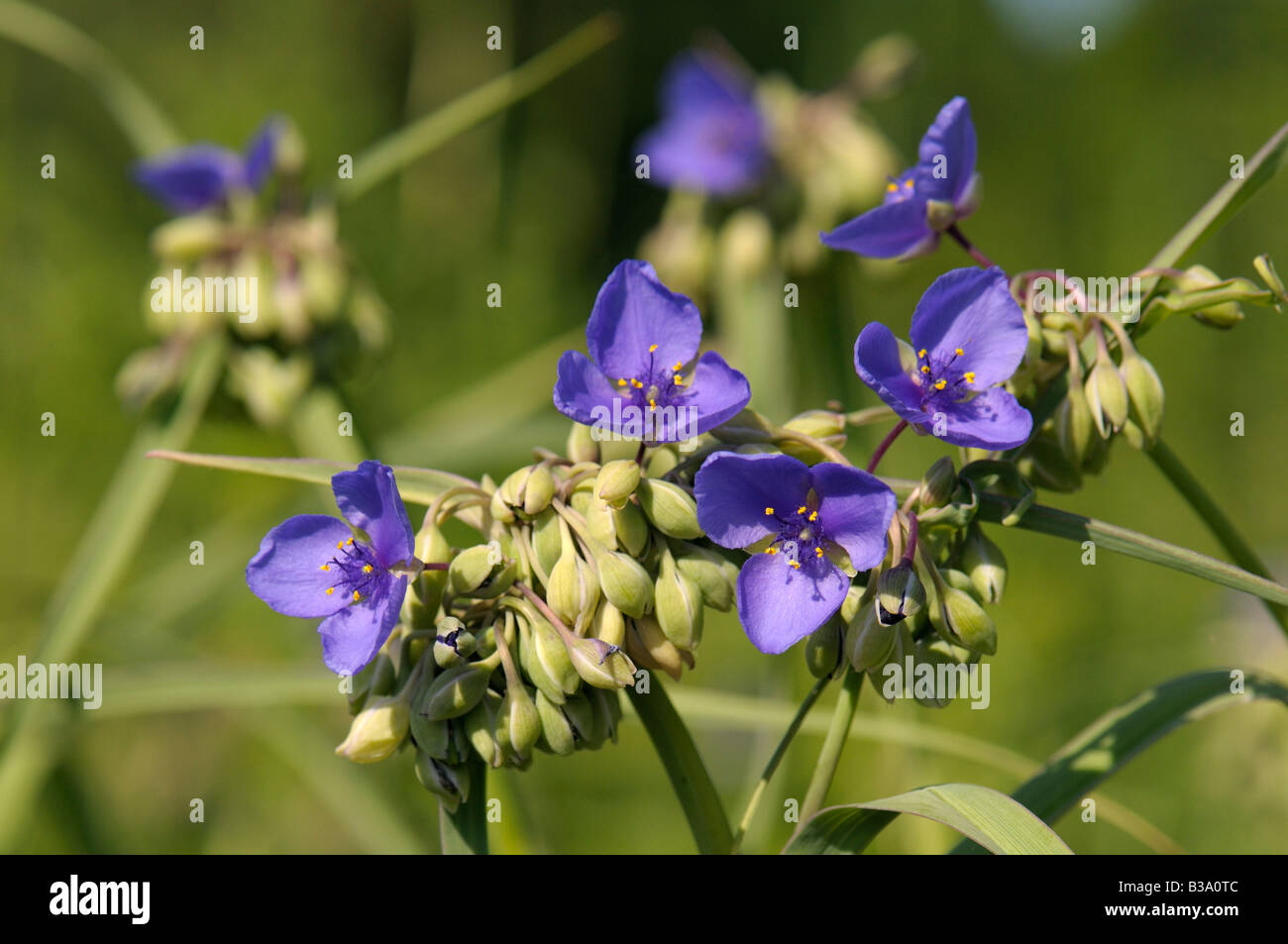 Ohio Spiderwort, Bluejacket (Tradescantia ohiensis), flowering Stock Photo