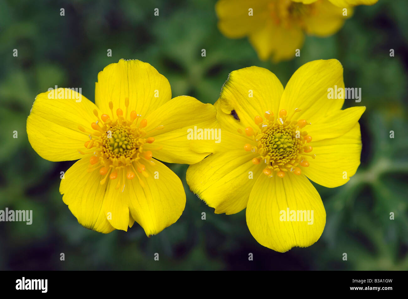 Yellow garden flowers at Manito Park in Spokane, Washington State