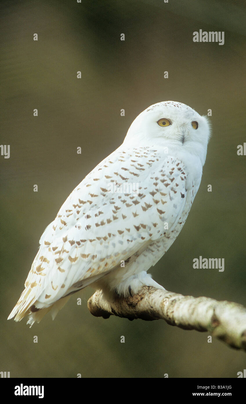 Snowy Owl - sitting on branch / Bubo scandiacus Stock Photo - Alamy