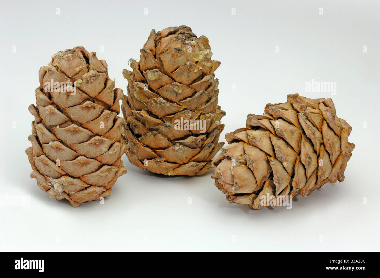 Siberian Pine, Sibirian Cedar (Cedrus sibirica, Pinus sibirica), cones, studio picture Stock Photo