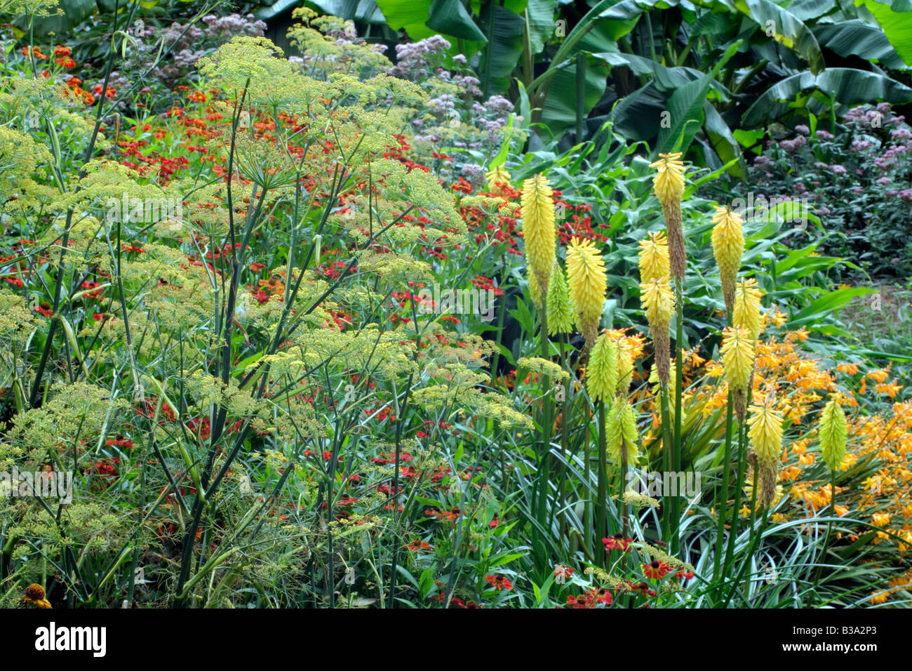HOT BORDER AT HOLBROOK GARDEN IN LATE AUGUST WITH BRONZE FENNEL HELENIUMS AND KNIPHOFIA SHINING SCEPTRE Stock Photo