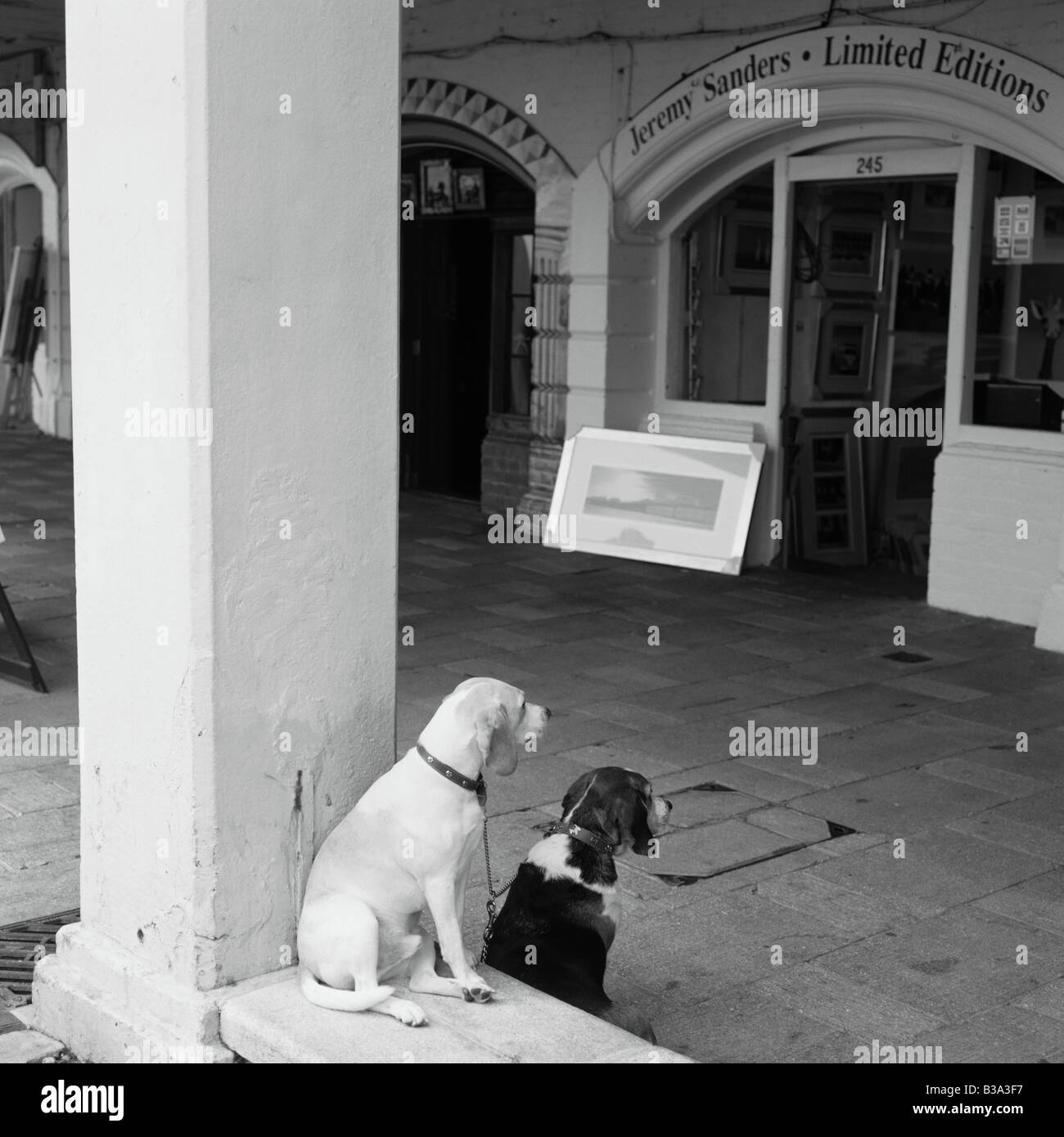 dogs kept waiting Stock Photo Alamy