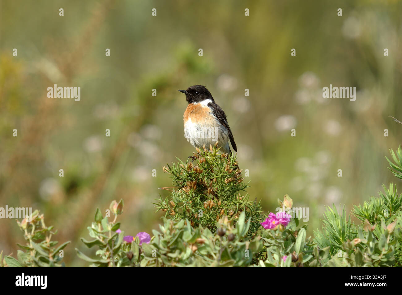 a photograph of a bird Stock Photo - Alamy