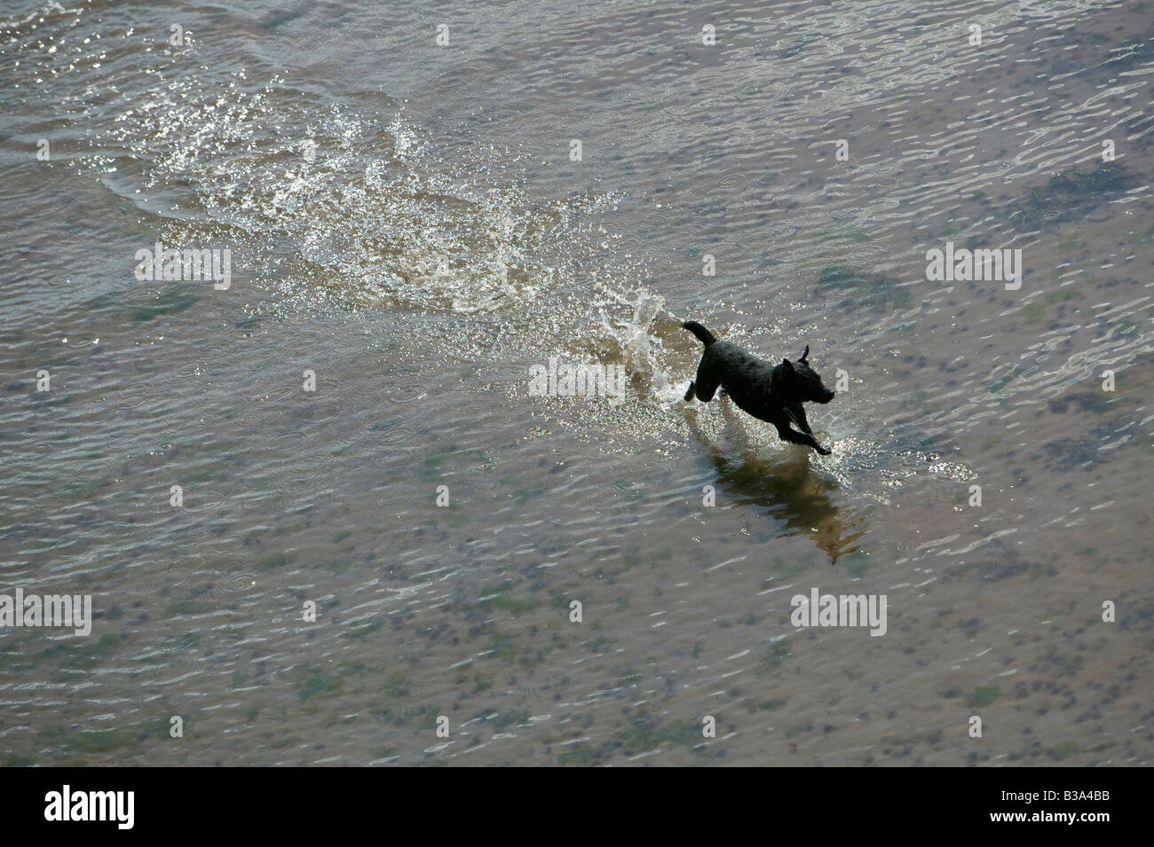 A small black dog runs through shallow water on a beach at Torquay Stock Photo