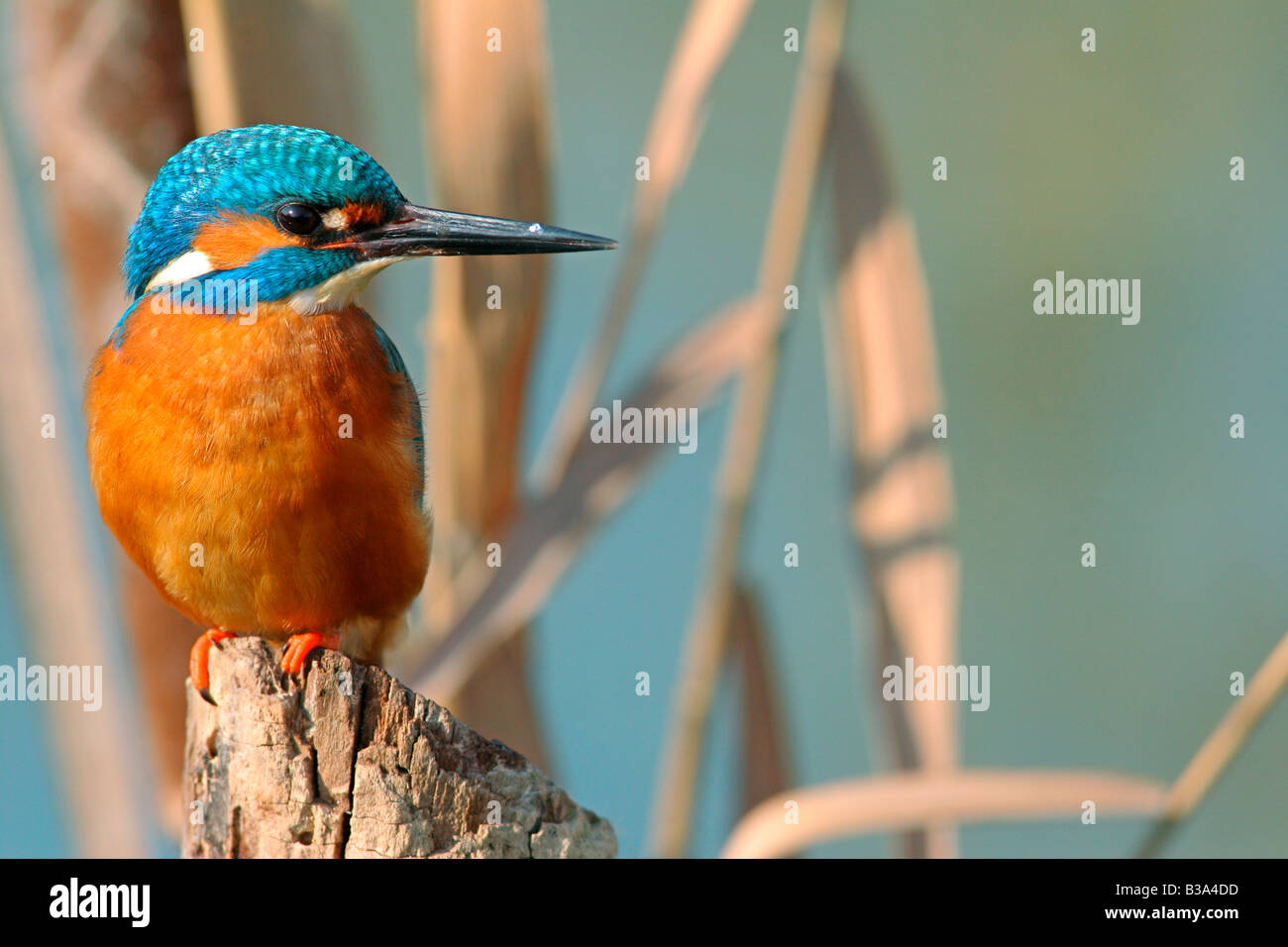 Alcedo atthis, martin pescatore, kingfisher (digital image) Stock Photo