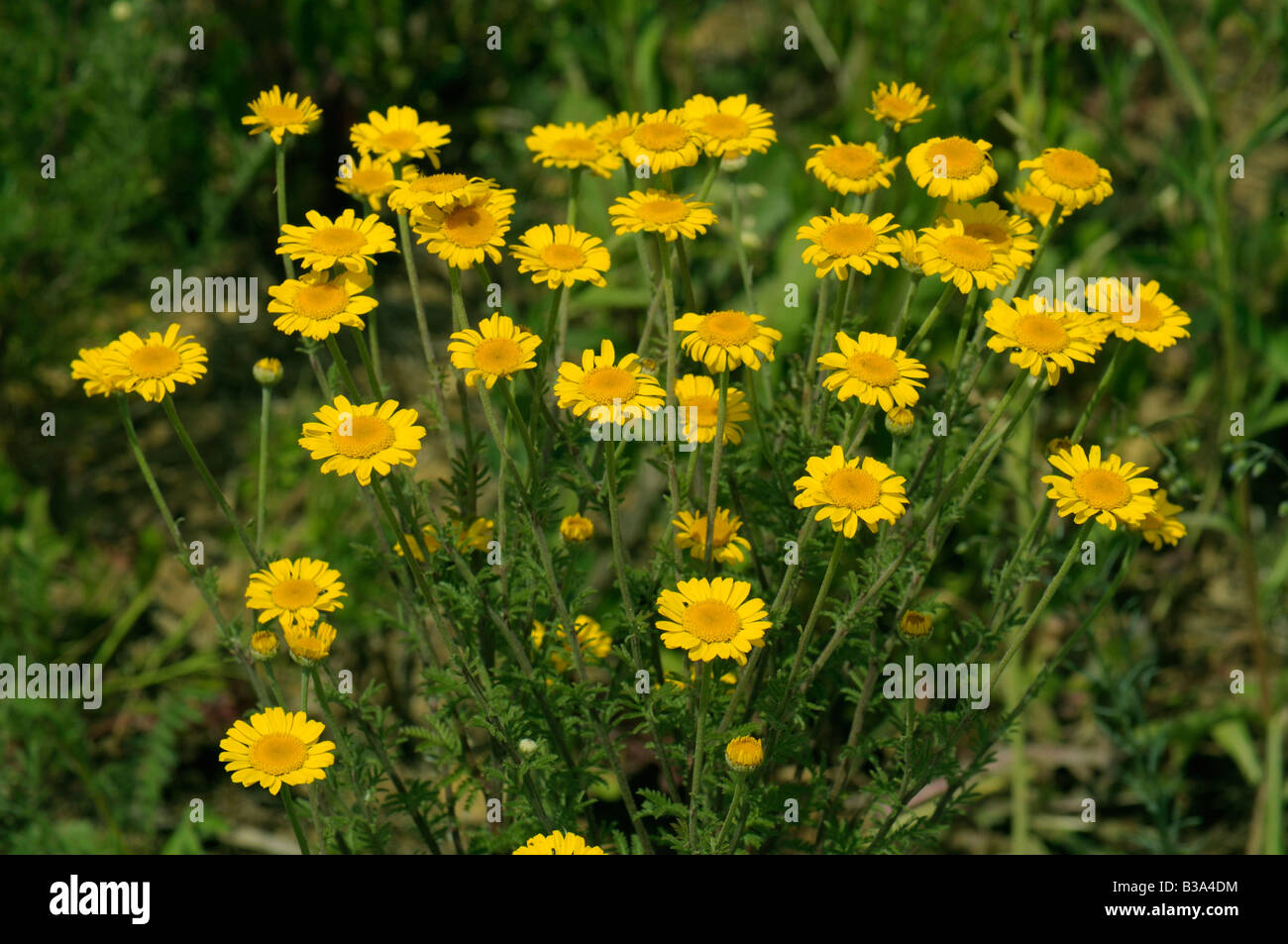 Corn Marigold, Corn Daisy (Chrysanthemum segetum, Xanthophthalmum segetum, Glebionis segetum) flowering Stock Photo