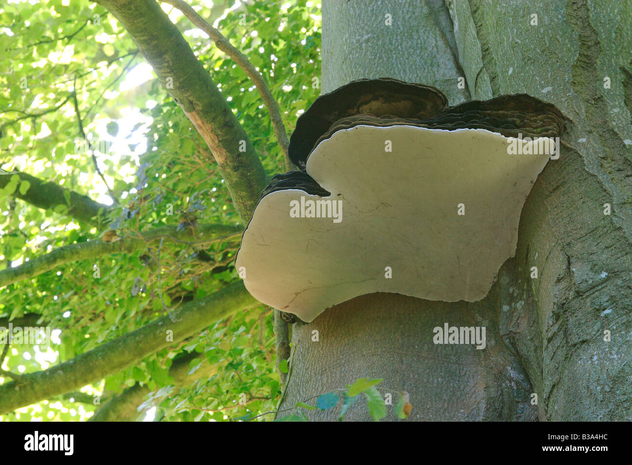 Large Bracket Fungus on Beech Tree. Possibly Ganoderma. Stock Photo