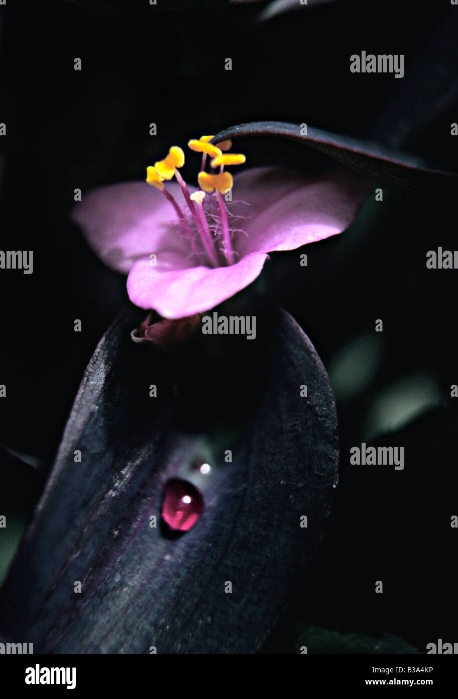 Tradescantia pallida flower Stock Photo