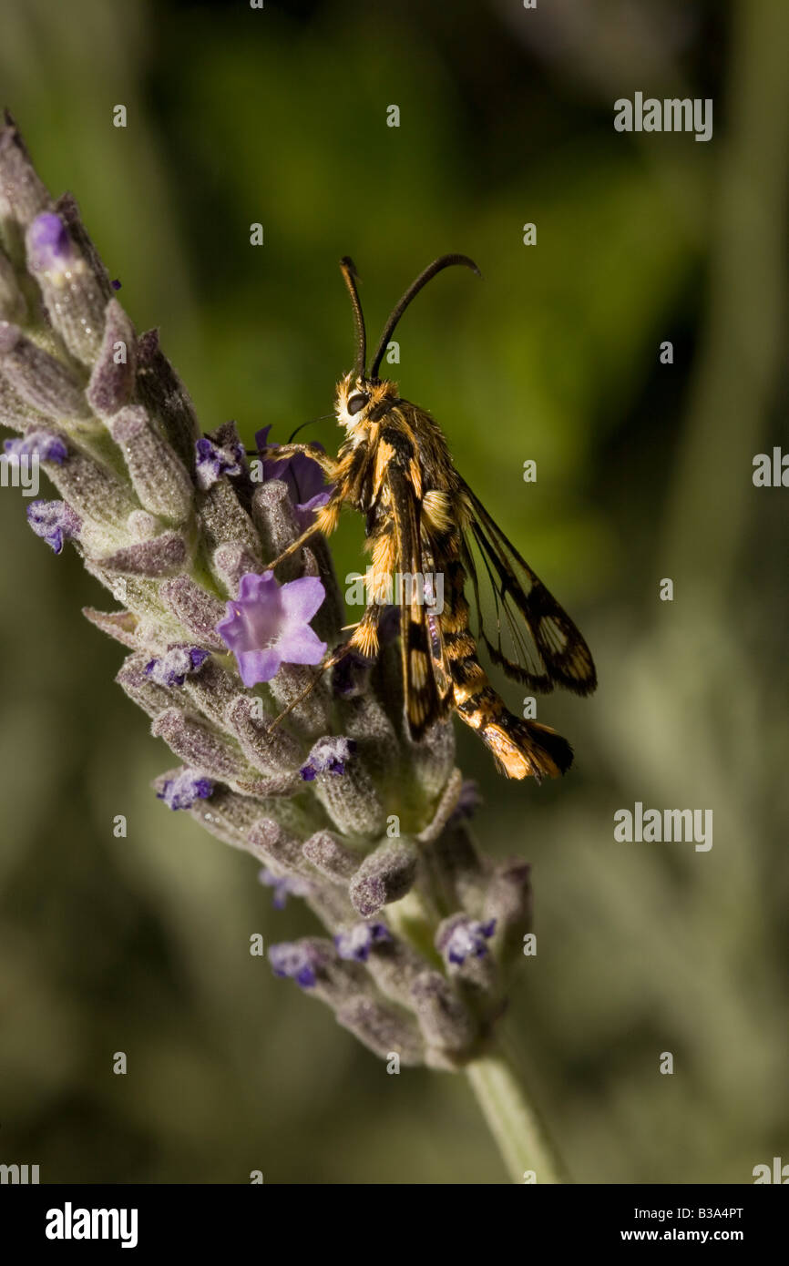 Clearwing Moth Greece Stock Photo