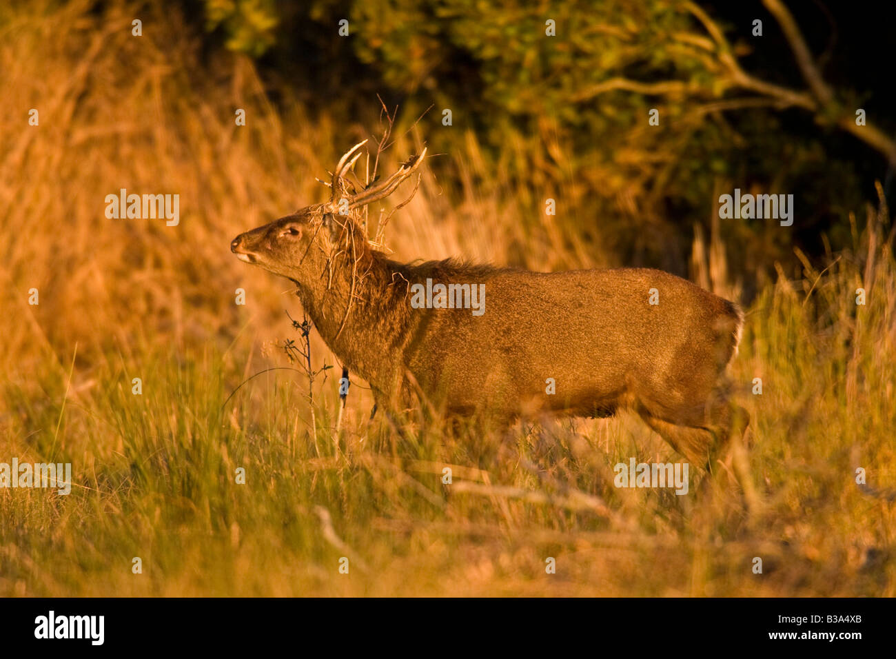 Sika elk (Cervus Nippon) the Sika is an exotic asian species Stock Photo