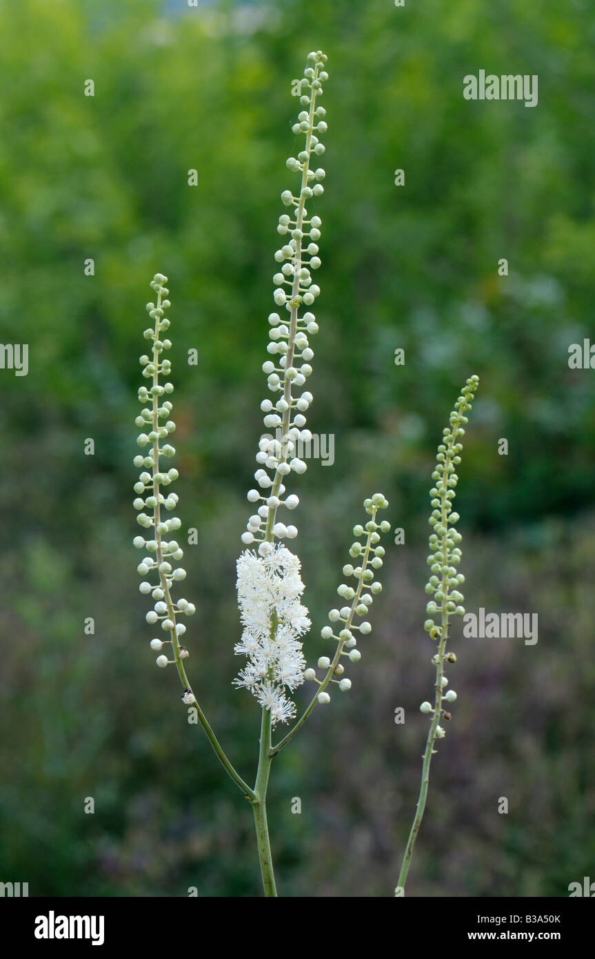 Black Cohosh, Squaw Root, Black Snakeroot (Cimicifuga racemosa), flowering Stock Photo