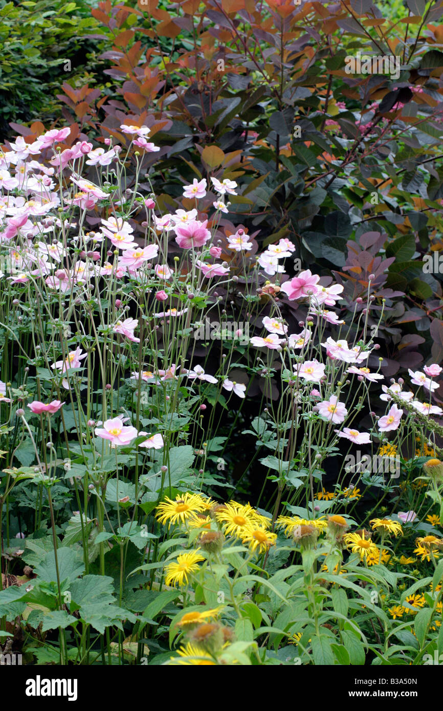 ANEMONE X HYBRIDA PINK FORM AND INULA HOOKERI WITH COTINUS GRACE BEHIND Stock Photo