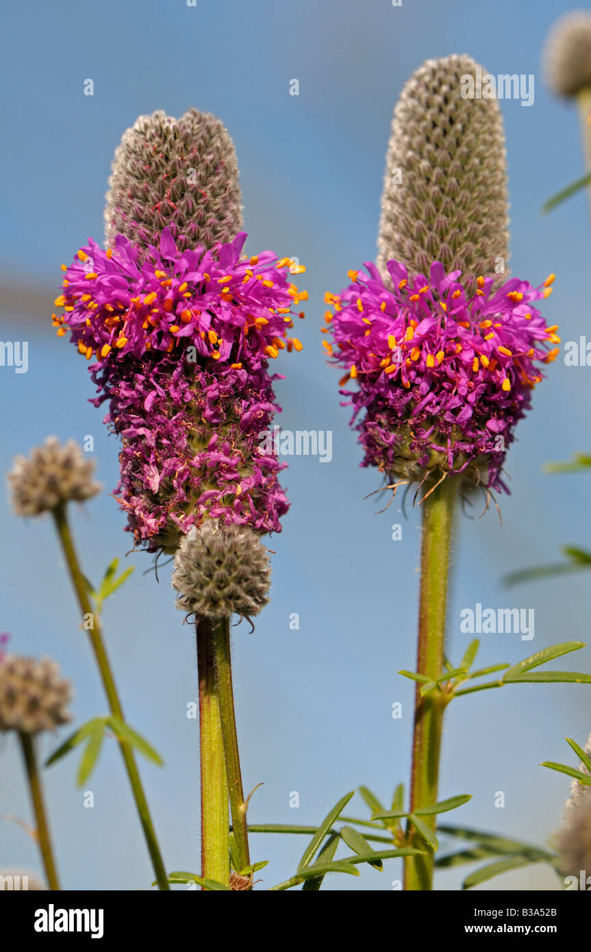 Purple Prairie Clover (Dalea purpurea), flowering Stock Photo