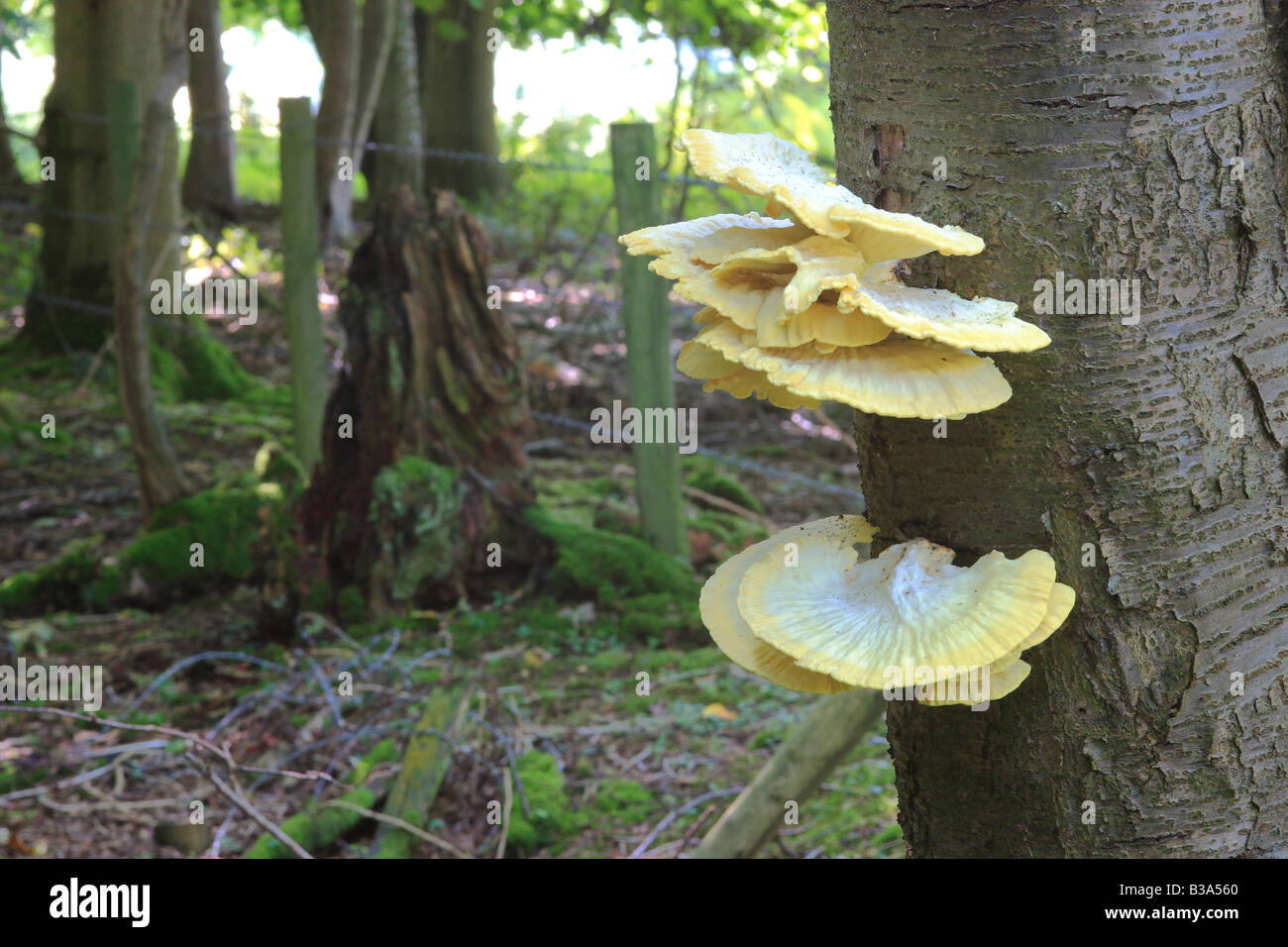 Sulphur Polypore / Chicken of the Woods, (Laetiporus sulphureus) Stock Photo