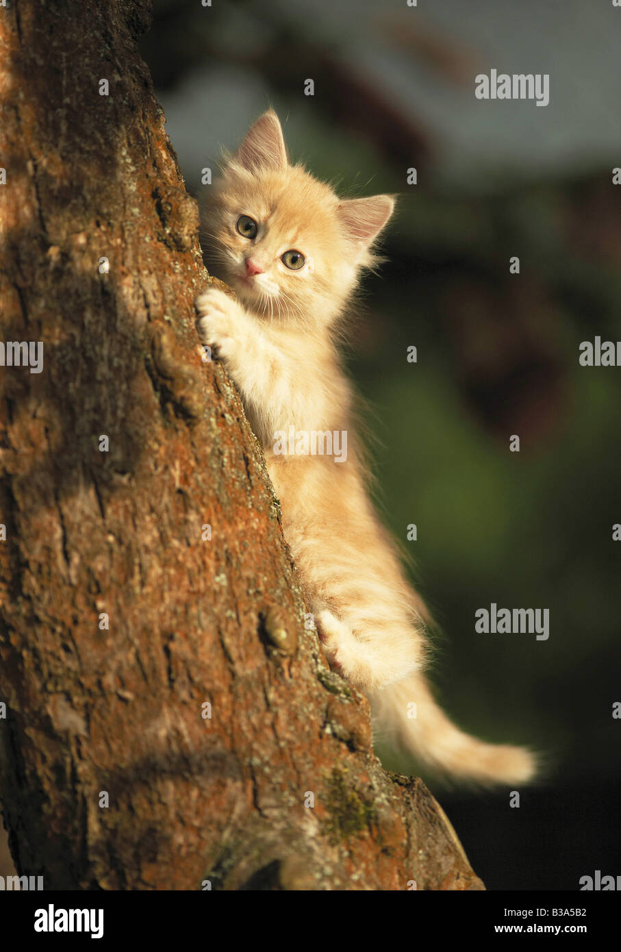 Maine Coon. Kitten climbing up a tree Stock Photo Alamy