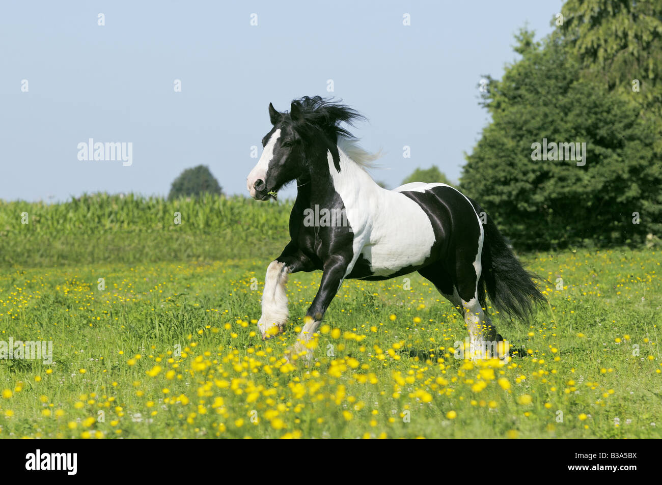 Paint horse galloping on hires stock photography and images Alamy