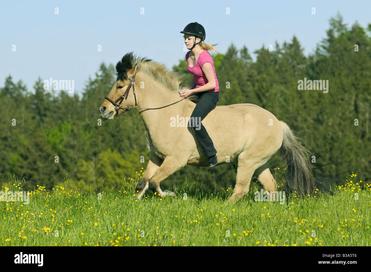 Girl riding on Icelandic horse without saddle Stock Photo