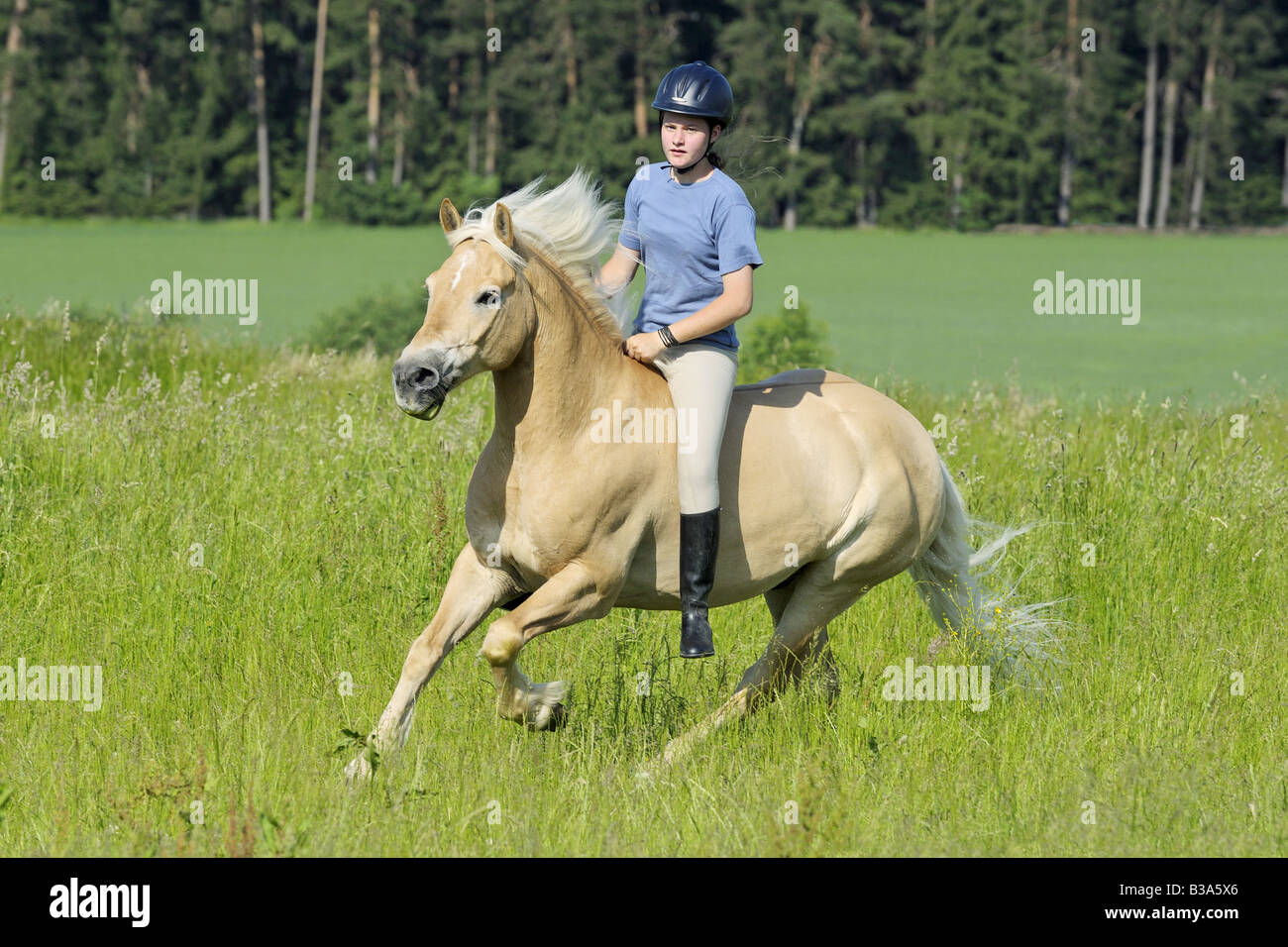 Girl galloping on Haflinger horse without saddle and without bridle
