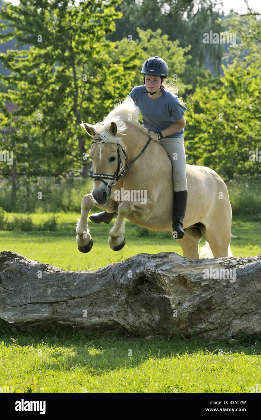 Girl jumping on Haflinger horse without saddle Stock Photo