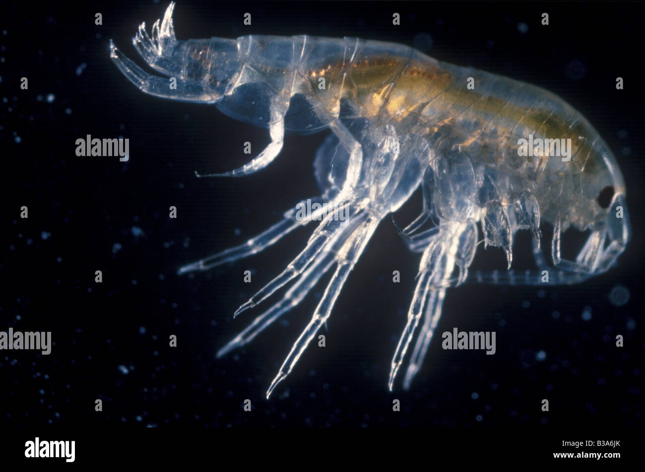 freshwater shrimp gammarus Stock Photo