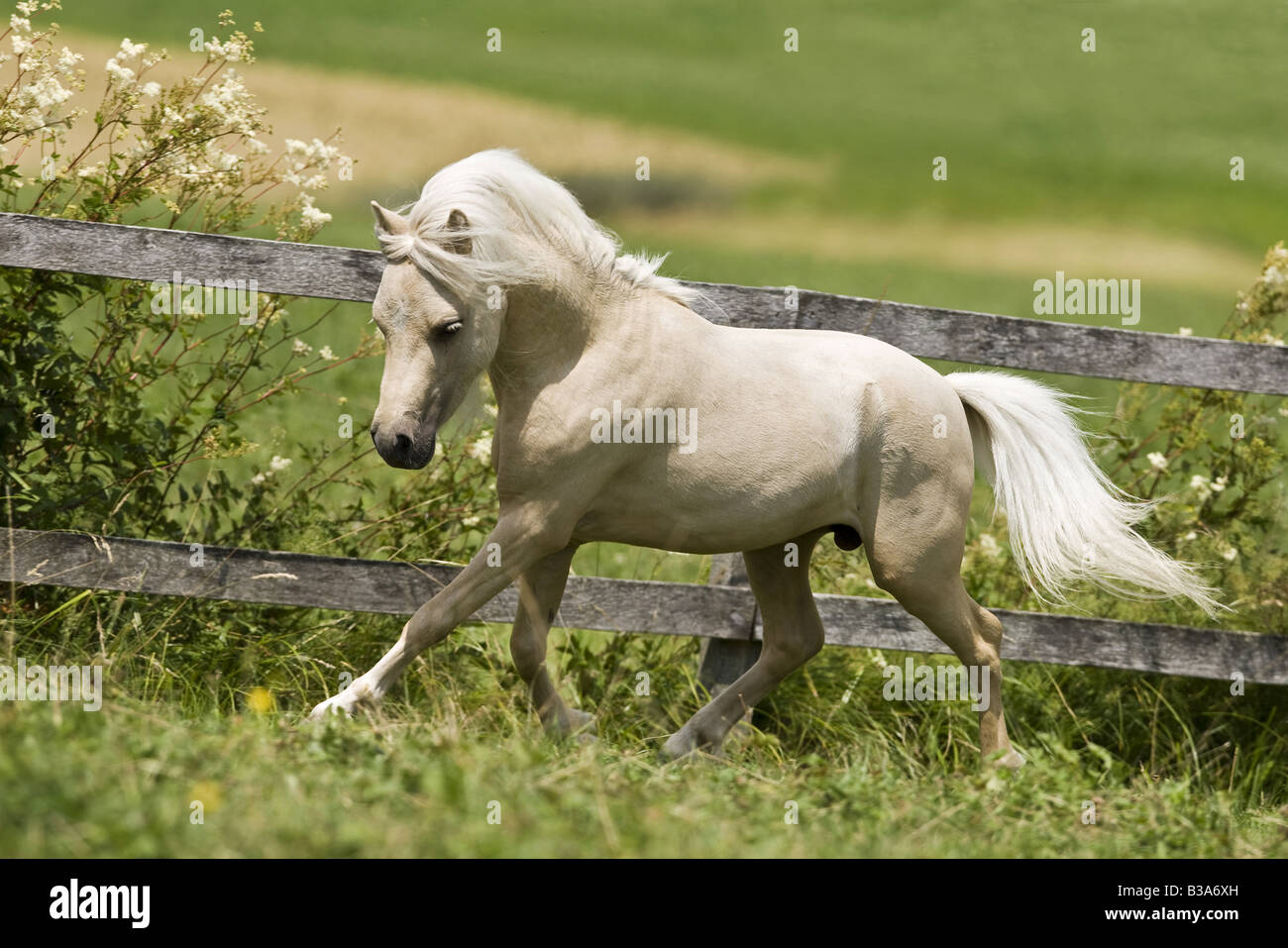 American Miniature Horse - trotting on meadow Stock Photo