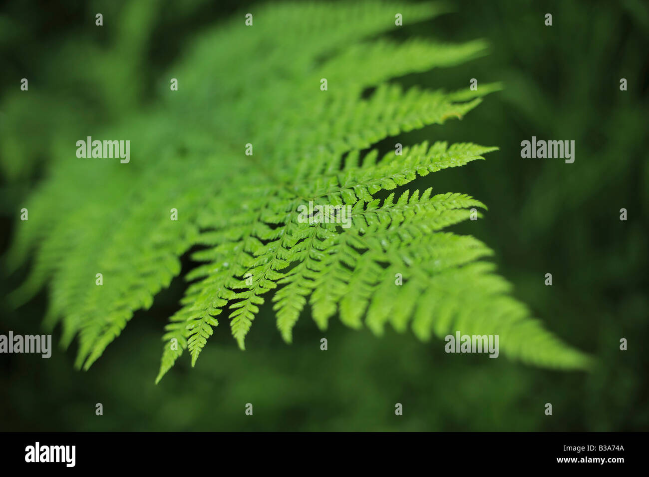 the green leaves of a fern pictured in a garden in Devon Stock Photo