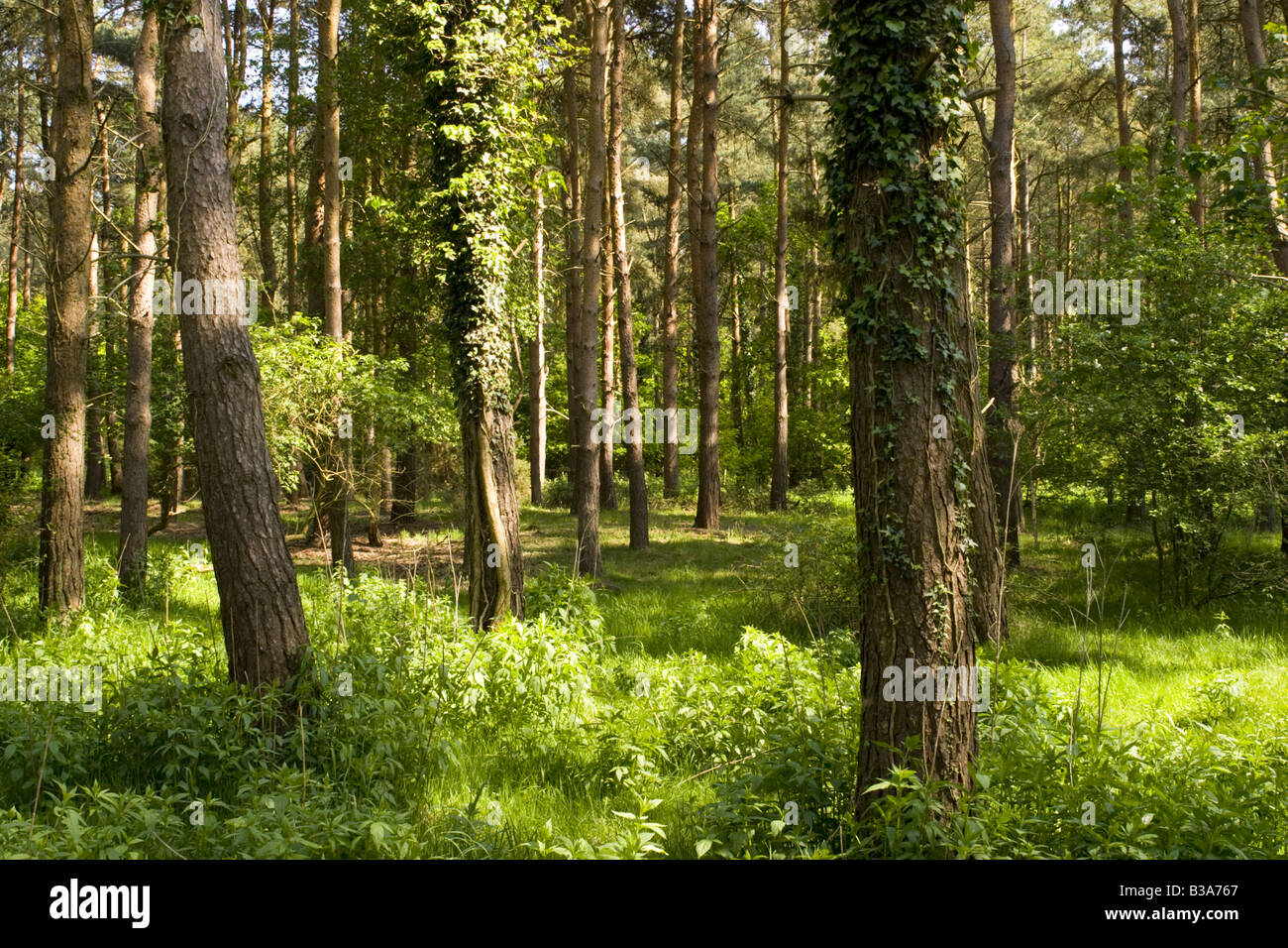Woodland Glade Thetford Forest Norfolk UK Stock Photo Alamy
