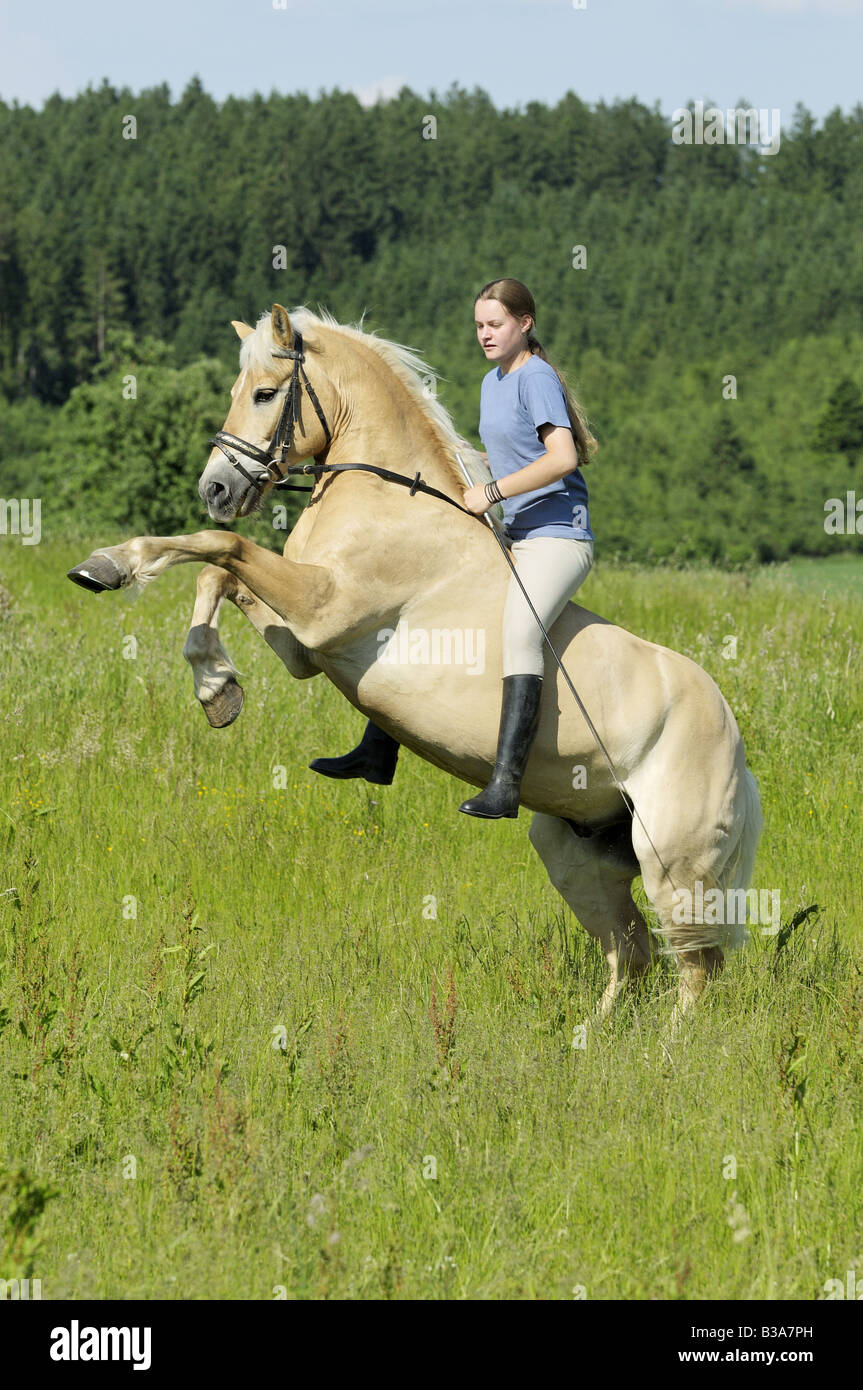 Girl on rearing Haflinger horse without saddle Stock Photo