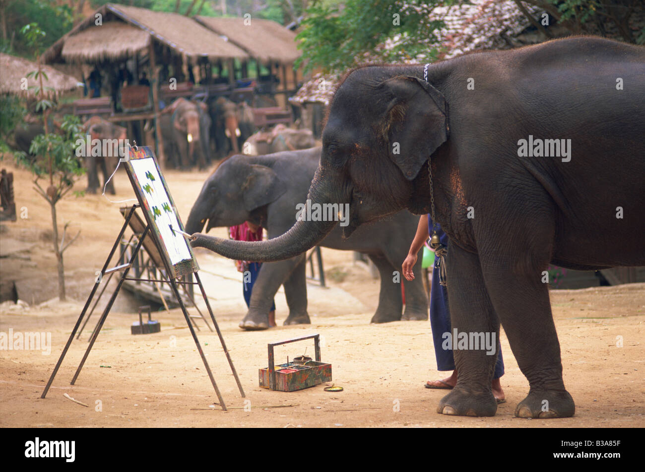 Thailand, Chiang Mai, Mae Sa Elephant Camp, Elephant Show, Elephant