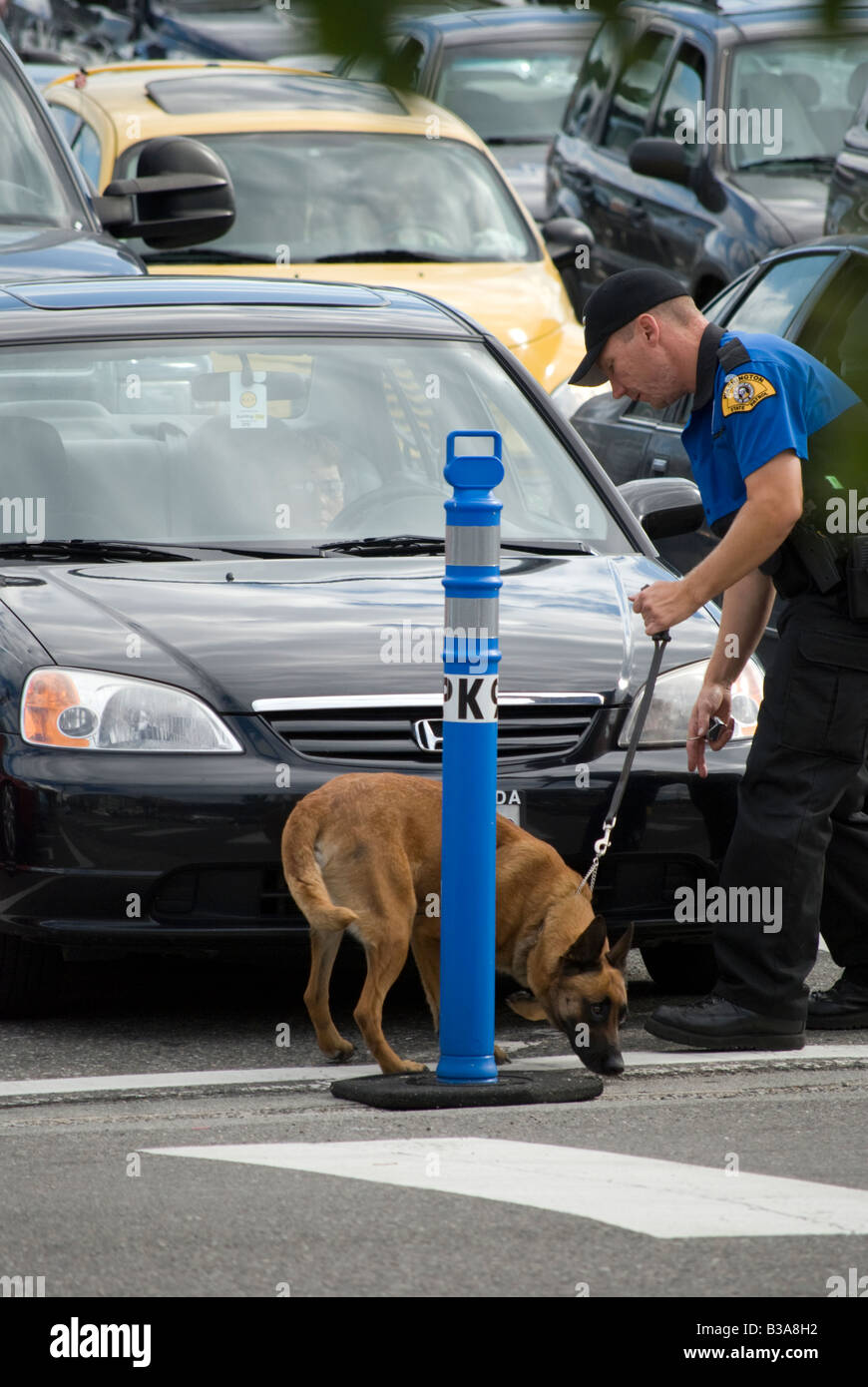 A Washington State Patrol K9 officer inspects vehicles for explosives at the Mukilteo-Clinton ferry run in Mukilteo, Washington. Stock Photo