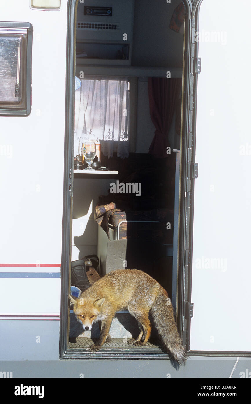 red fox - standing in campervan / vulpes vulpes Stock Photo