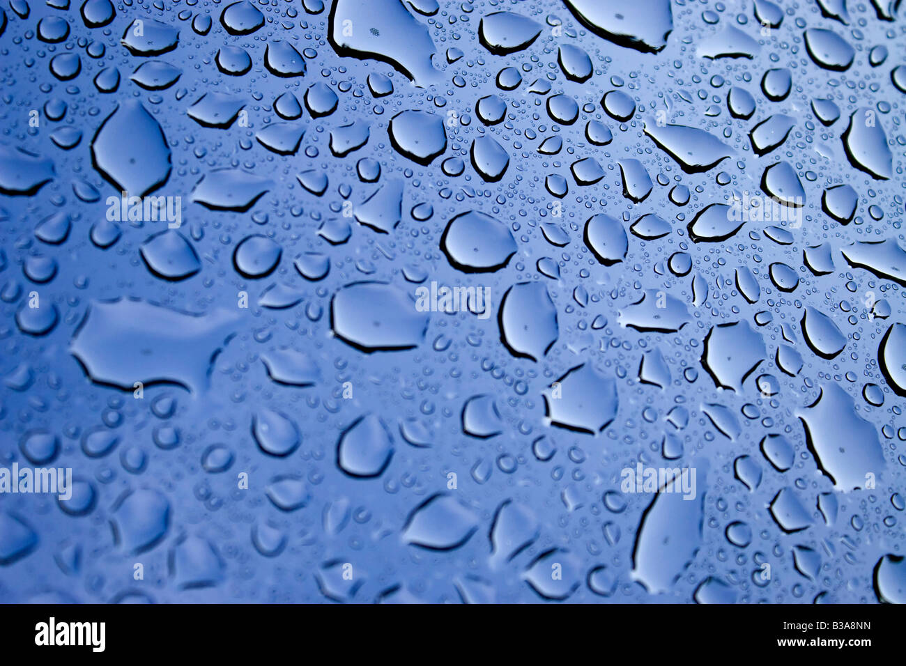 A macro of some beautiful water droplets over a blue background Shallow ...