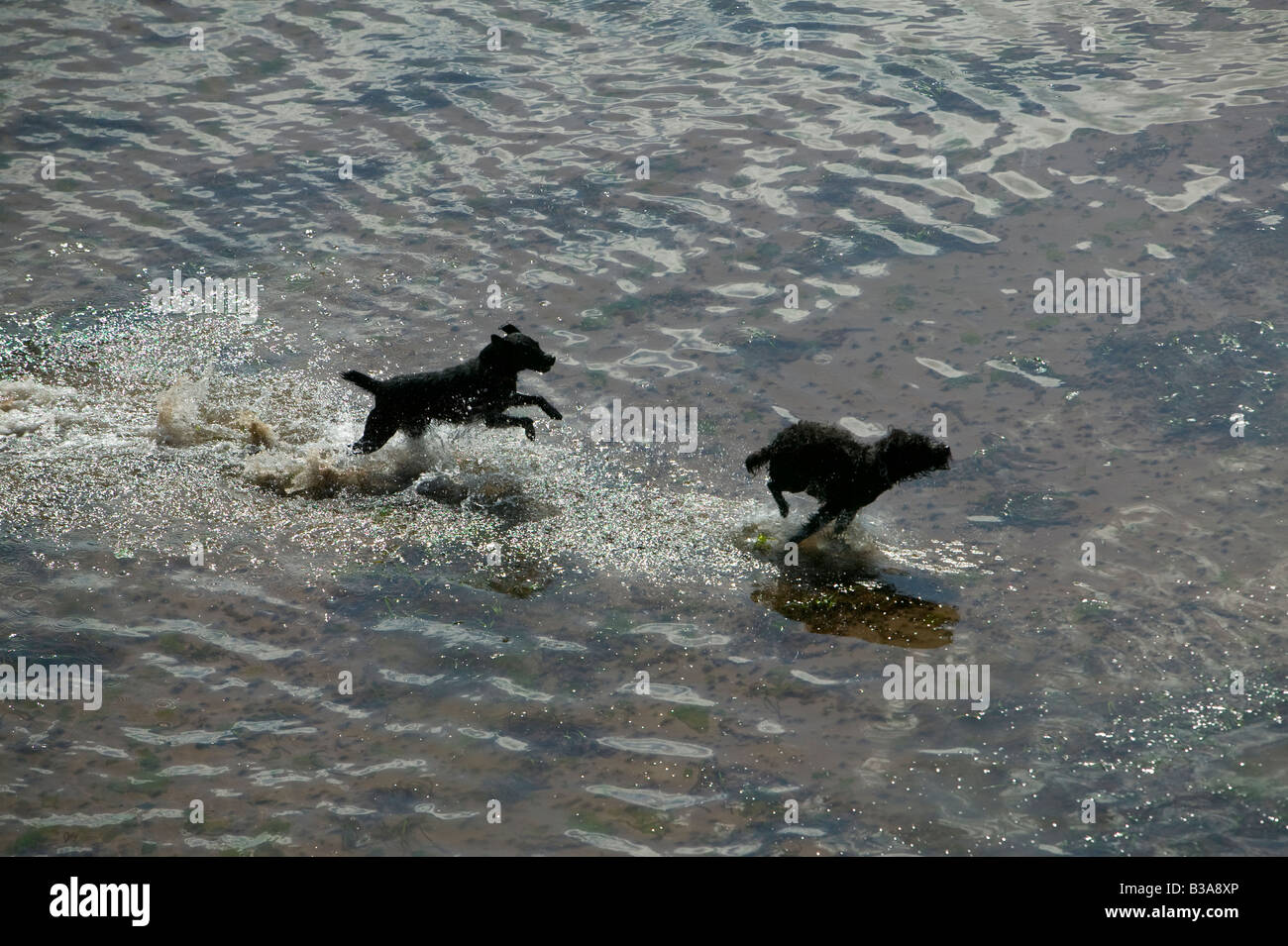 Two small black dogs run through shallow water on a beach at Torquay Stock Photo