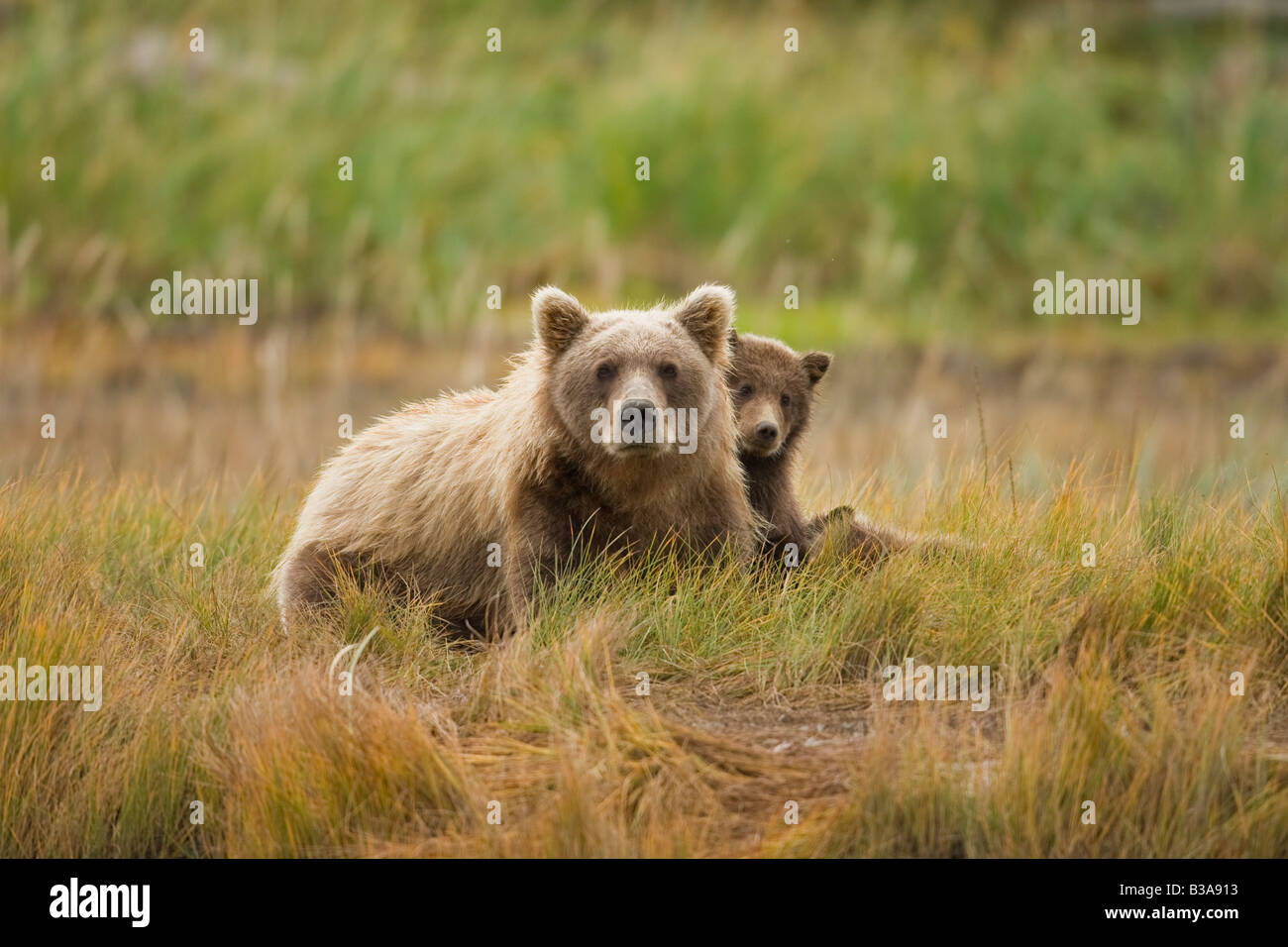 Brown Bear (Ursus arctos middendorffi) mother with cubs Stock Photo - Alamy