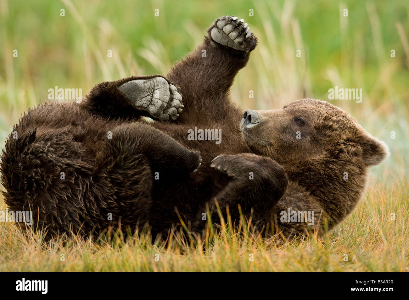 Brown Bear (Ursus arctos middendorffi) scratching back on ground Stock Photo