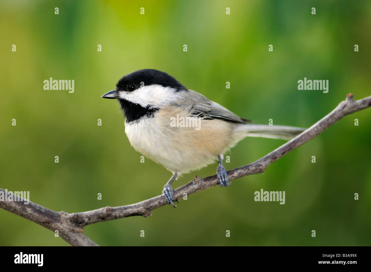 A Black capped Chickadee, Poecile atricapilla, perches on a branch. Oklahoma, USA. Stock Photo