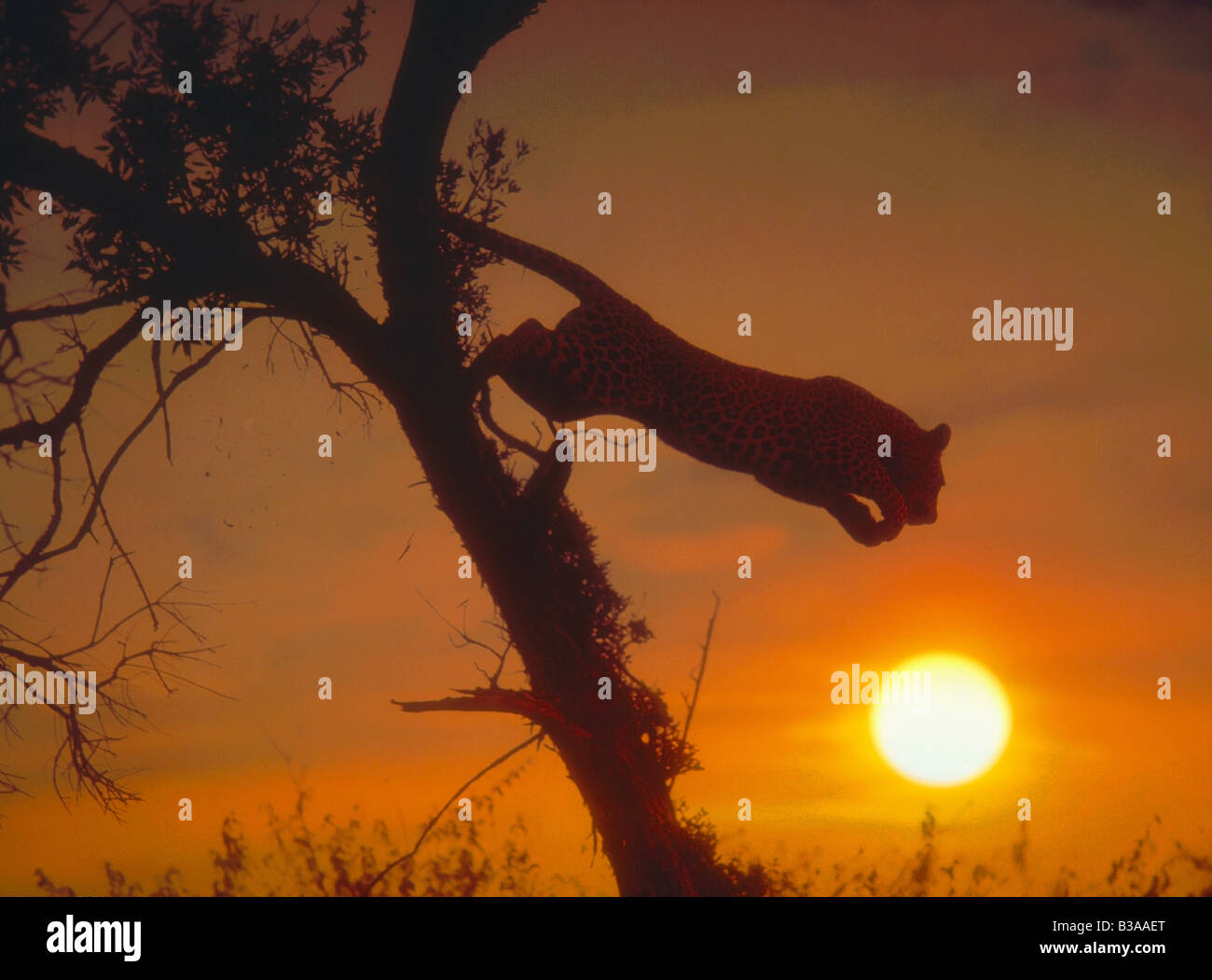 leopard - jumping / Panthera pardus Stock Photo - Alamy