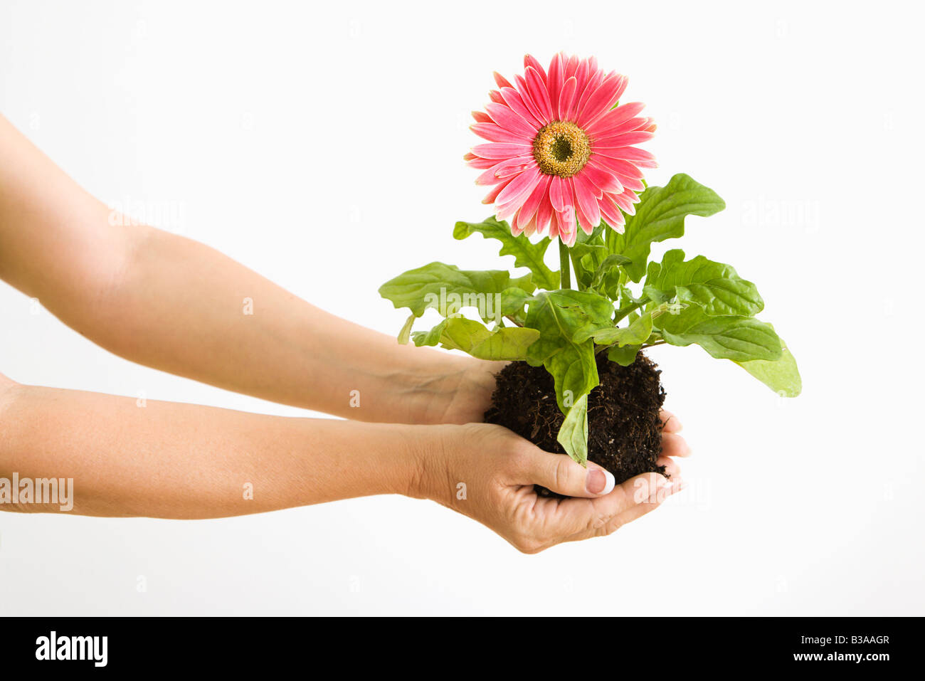 Woman s hand holding pink gerber daisy plant Stock Photo