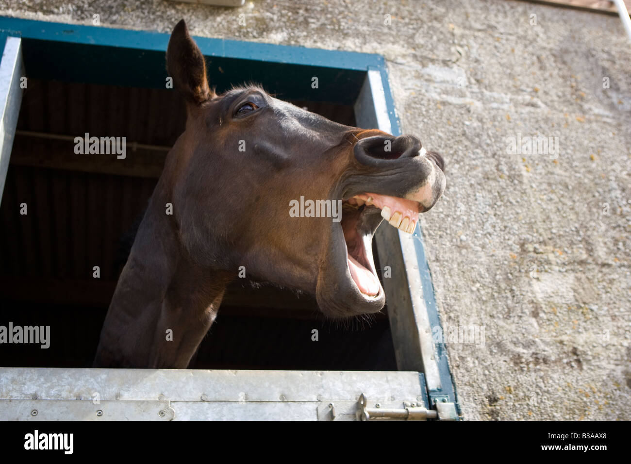 A horse sticks his head out of his stable door and 'laughs'. Stock Photo