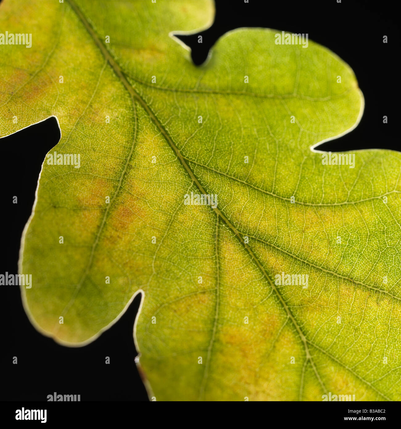 Fallen leaf on a black background Stock Photo