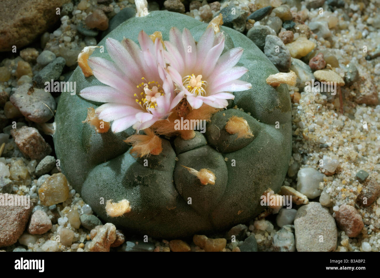 Peyote Mescal (Lophophora williamsii) flowering . Cactus chewed for its hallugenetic effects Stock Photo