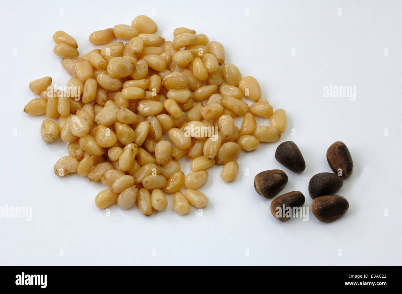 Siberian Pine, Sibirian Cedar (Cedrus sibirica, Pinus sibirica), peeled and unpeeled seeds, pine nuts, studio picture Stock Photo